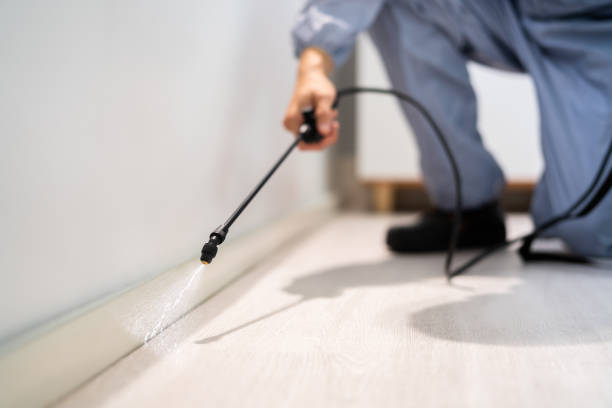 Licensed Wasp Removal service in Gilberts, IL - Show Me Pest Control