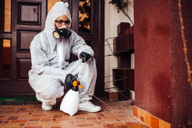 Reliable Wasp Removal contractor in Gilberts, IL by Show Me Pest Control